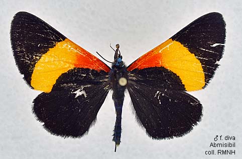 Papua Insects Foundation (Lepidoptera/Geometridae(Ennominae)/Milionia diva)